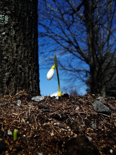 spring