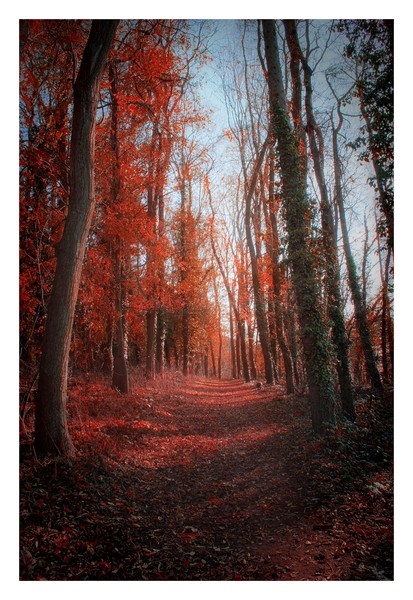 Autumn Walk
