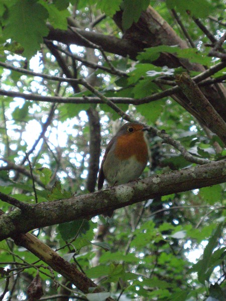 Robin