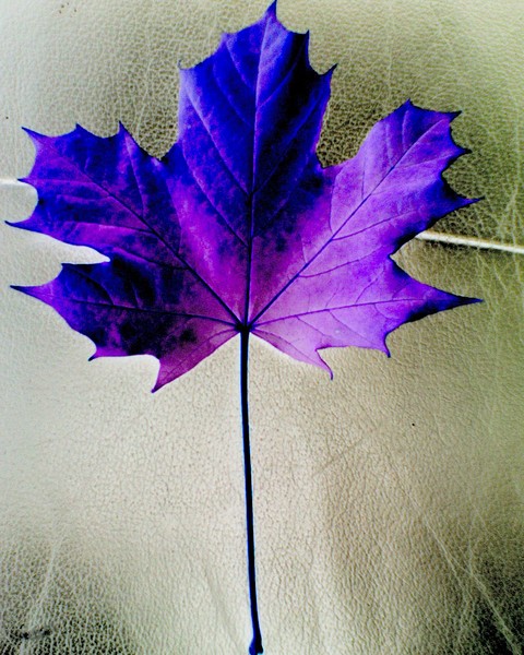 The Maple Collection 1