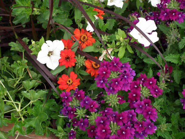 just some colored flowers