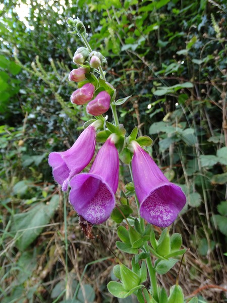 purple flowers