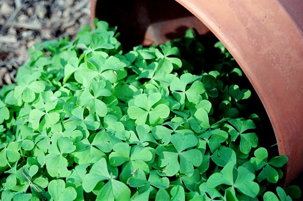 Clover