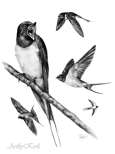 Barn Swallow