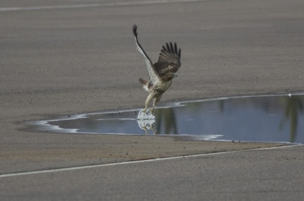Watery take off
