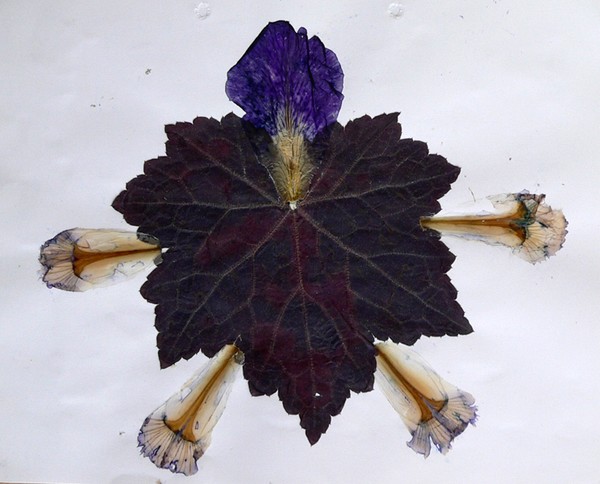Last Leaf
