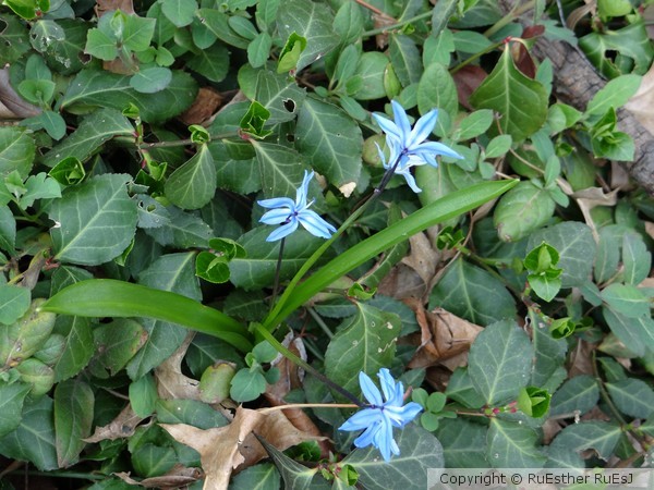 Smurfy's Flowers