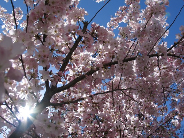 Blossoms