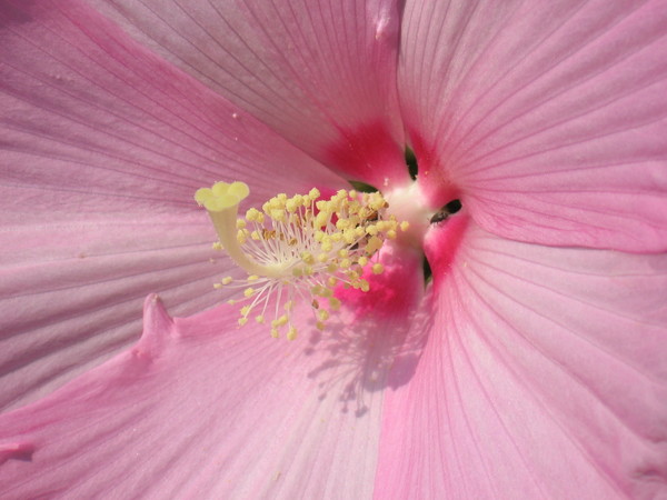 pink flower