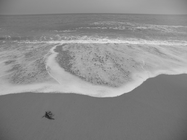 Seaweed Left Behind