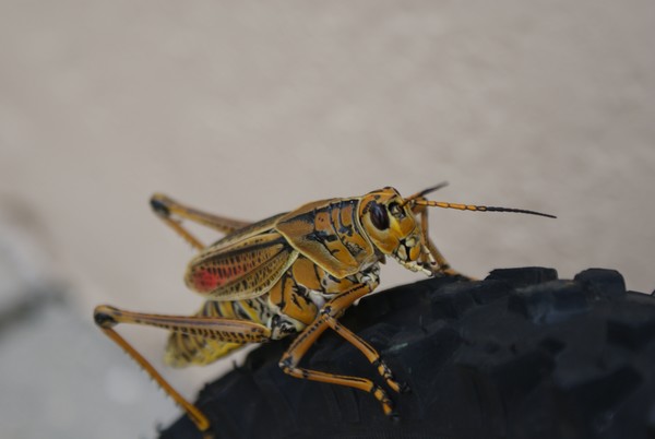 grasshopper