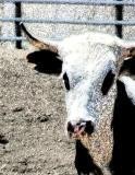 STEER 6