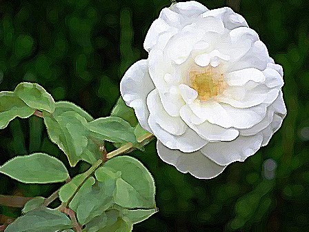 WHITE STEMMED
