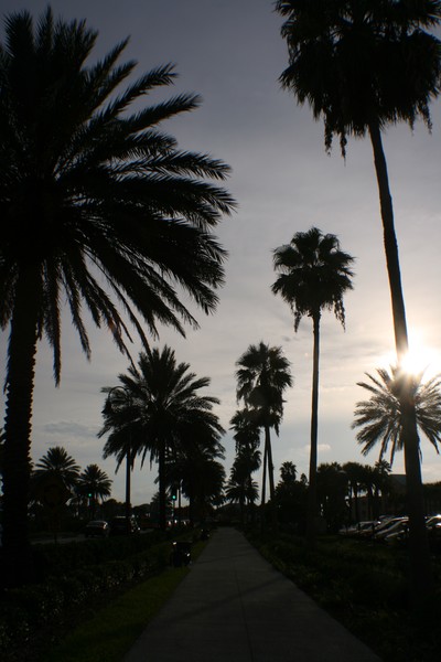 florida-palms palms palms