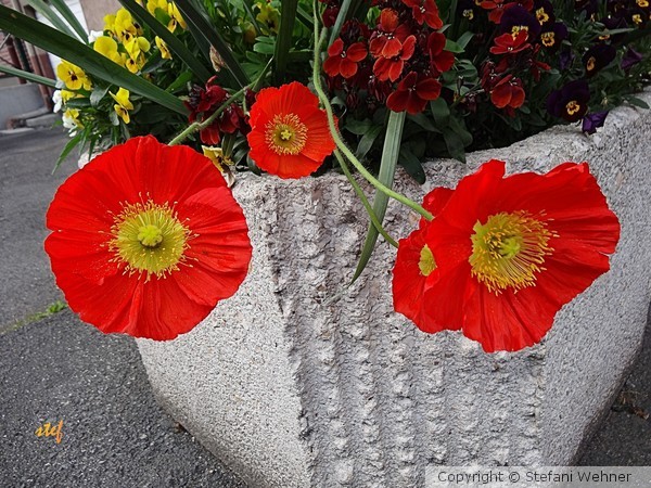 urbain flowers too
