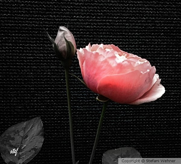 pure simplicity