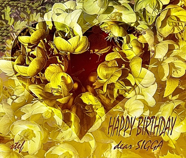 B.D.GREETINGS for SIGGA