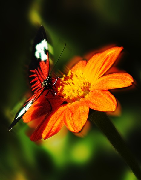 ORANGE FLOWER WITH BUTTERFLY