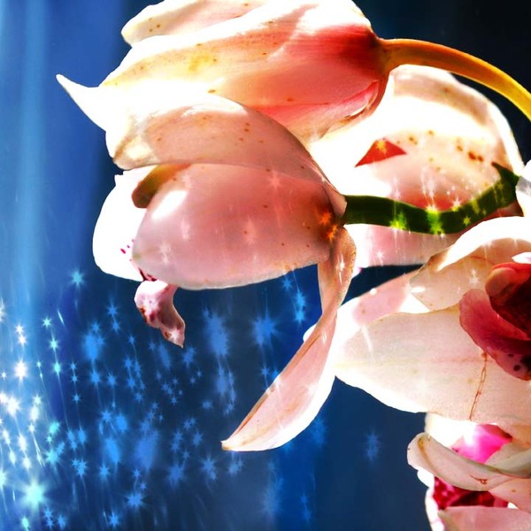 Star Orchid