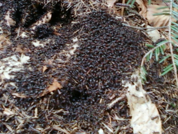 ant-hill