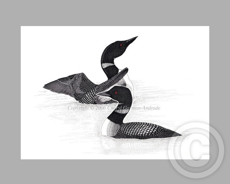 Common Loon Pair Ink Pointillism
