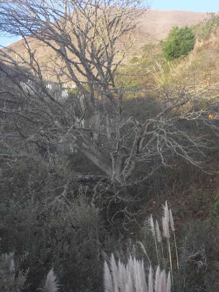 Trees from Sea Breeze