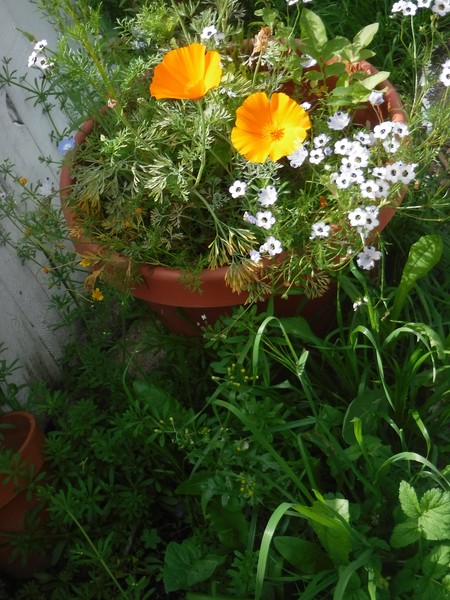 Dana's Garden
