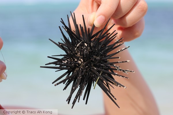 Sea urchin
