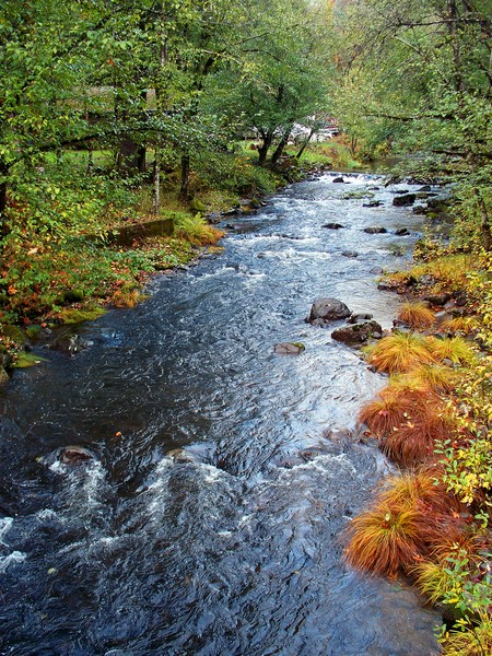 Oregon Tranquility