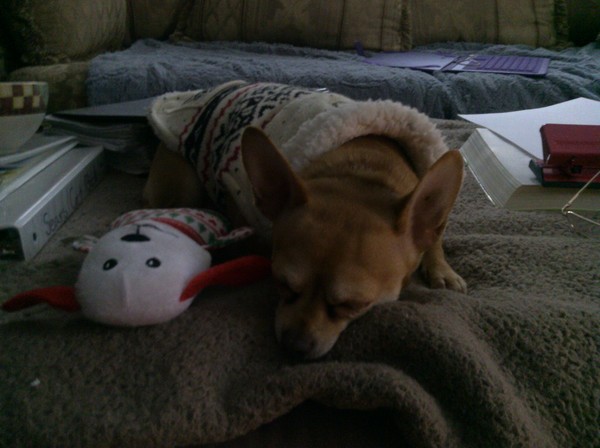 Tanner tired from play