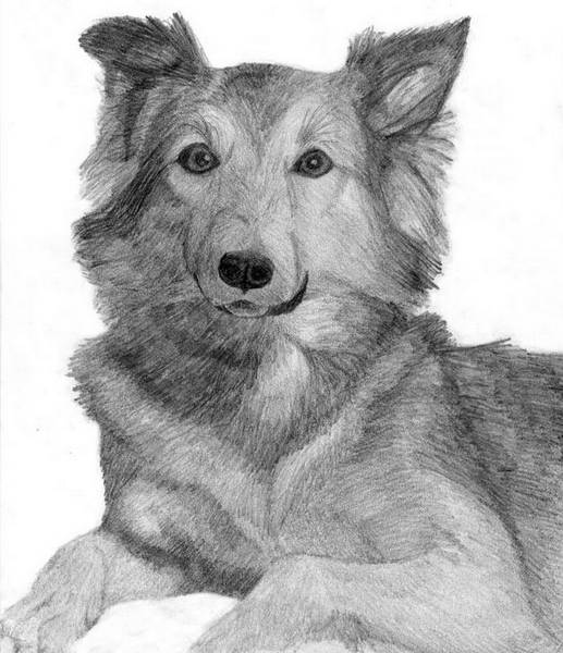 Collie/Shepard