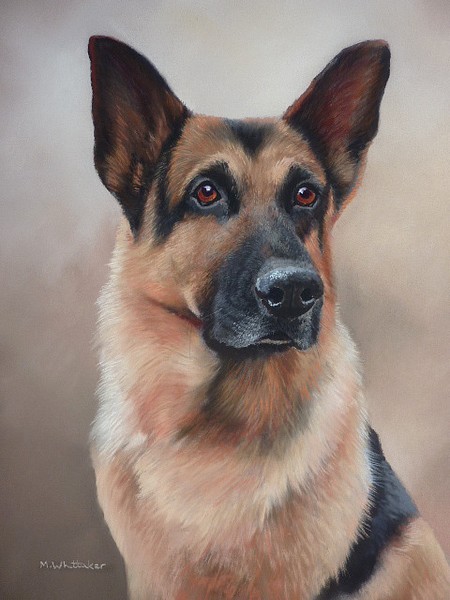 German Shepherd Portrait