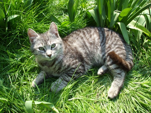 The little cat