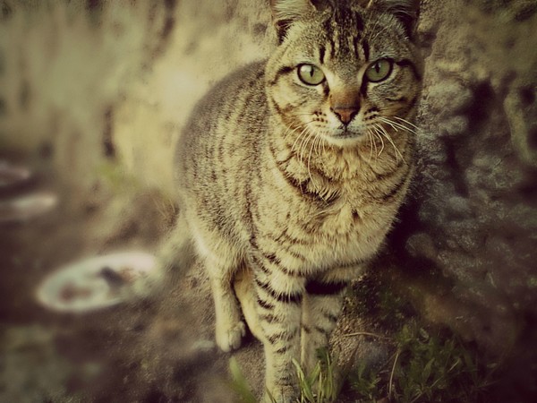 Stray cat 2