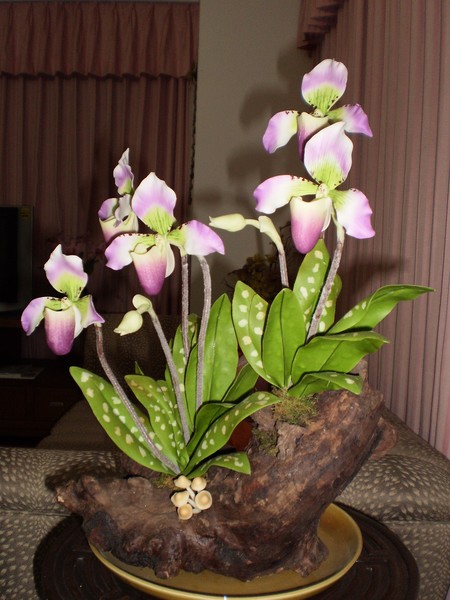 Paph. Callosum