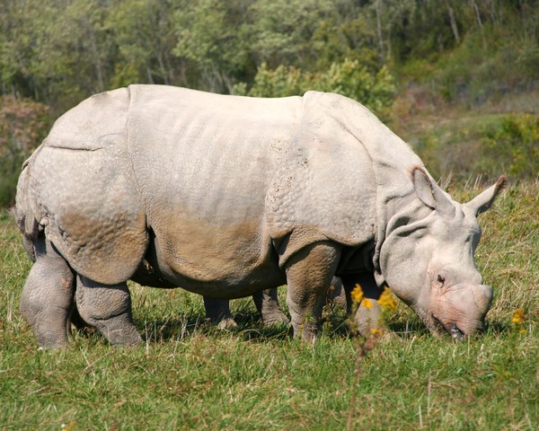 Greater One-horned Asian Rhino