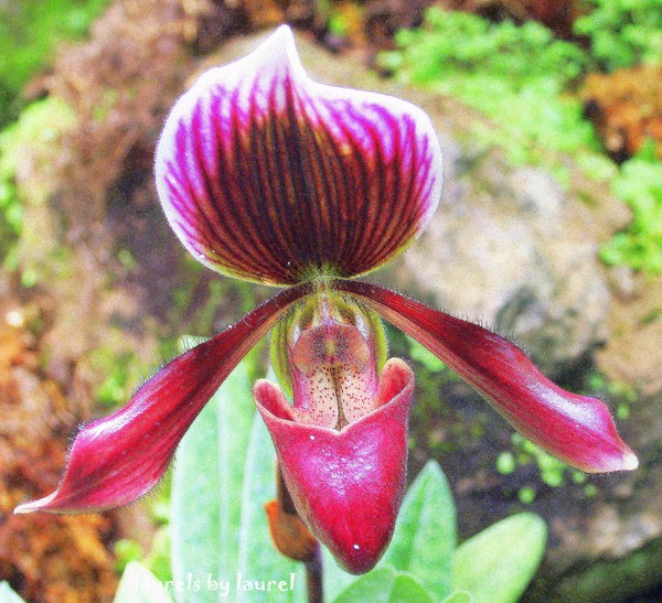 Lady's Slipper Orchid in Pink & Purple