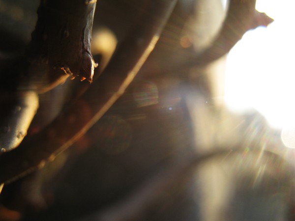 Spring Sunshine