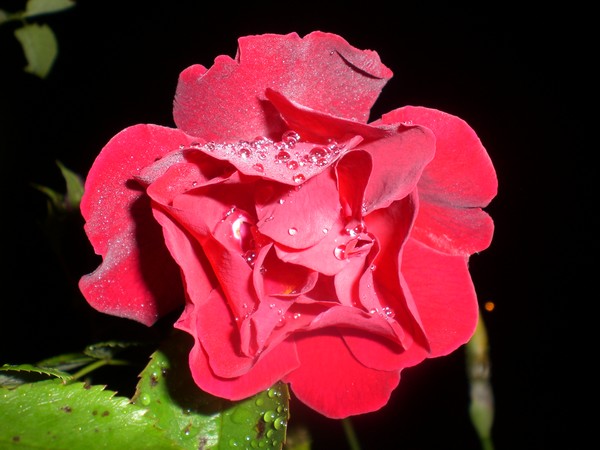old_fashion_rose_2