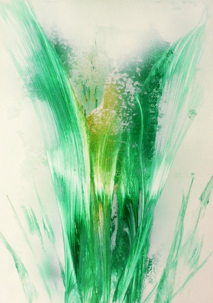 Lily of Life