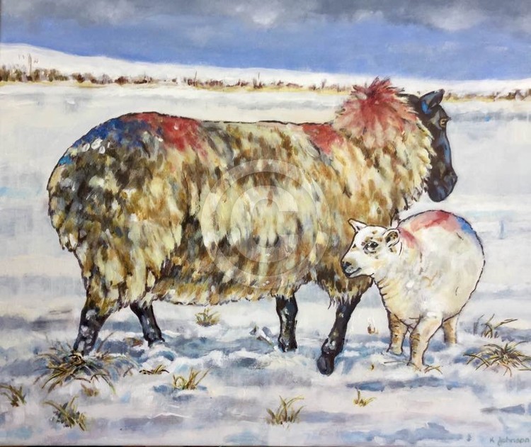 Snowy sheep