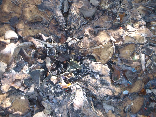 Dying tree