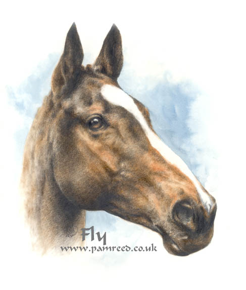 Fly - a portrait of a much missed friend