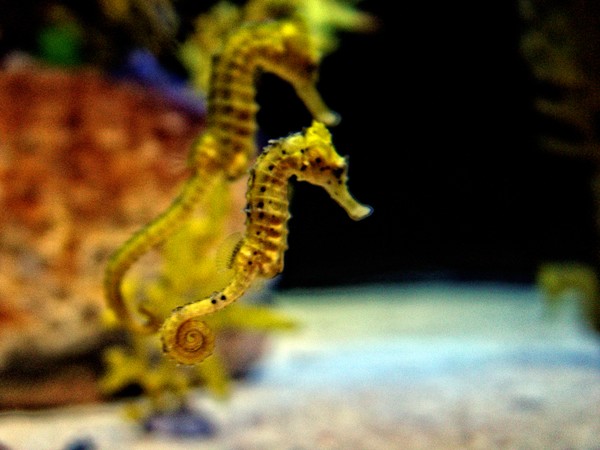 See the Sea Horse!