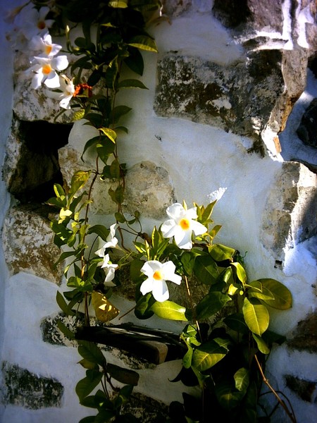 climber on the old wall