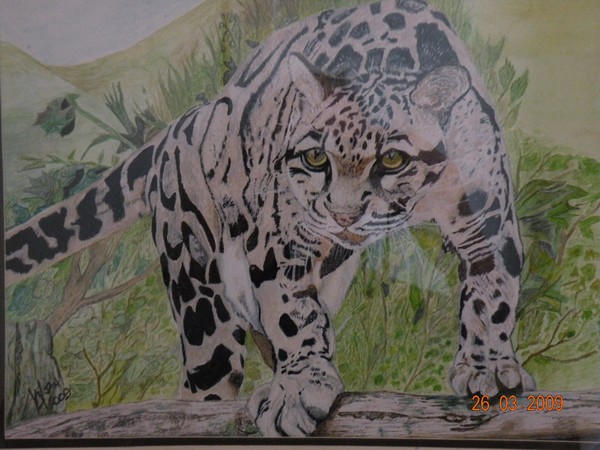 A rare Clouded Leopard