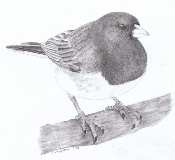 Dark Eyed Junco