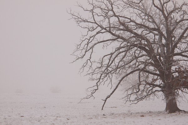 December tree