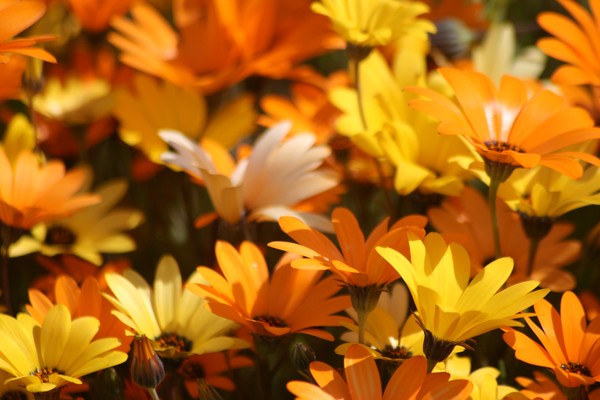 macro daisies