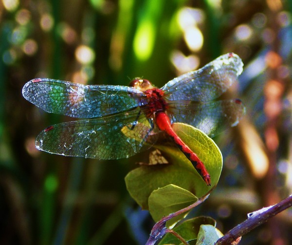 red dragonfly